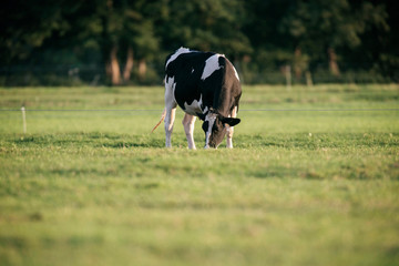 One grazing cow in meadow.