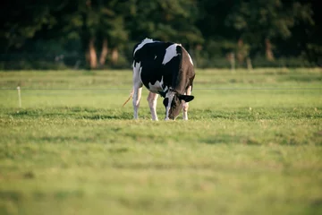 Poster de jardin Vache One grazing cow in meadow.  © ysbrandcosijn