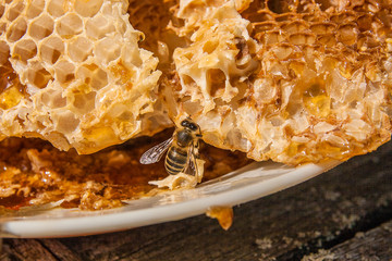 Close up view of the working bee on the honeycomb with sweet honey. Sweet honey in the white plate...