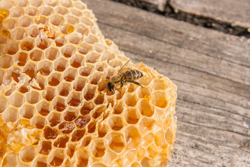 Close up view of the working bee on the honeycomb with sweet honey.