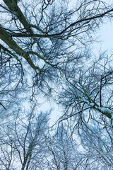 View on trees and branches at winter