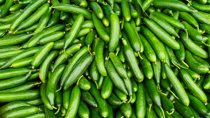 fresh cucumbers. food background