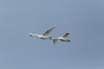 Fototapeta na wymiar Two mute swans (cygnus olor) in flight with blue sky