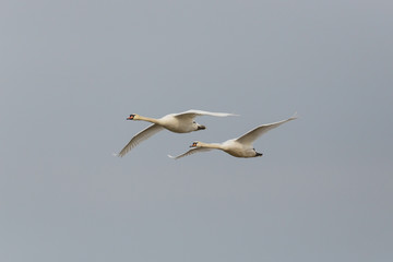 Fototapeta na wymiar Two mute swans (cygnus olor) in flight with gray sky