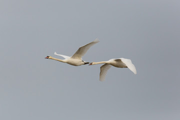 Two mute swans (cygnus olor) in flight with gray sky