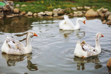 Geese and sheep on a farm