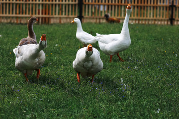 Geese and sheep on a farm
