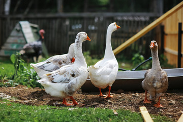 Geese and sheep on a farm