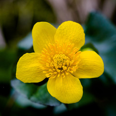 macro of kingcup (Caltha palustris) flower