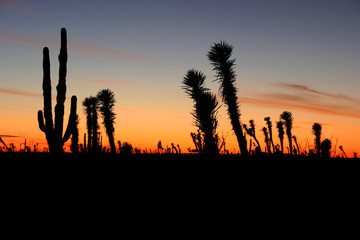 Desert Sunset with Silhouettes of Cactus in the Sonoran Desert, Baja California Norte, Mexico
