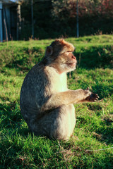 The monkey in the park sits