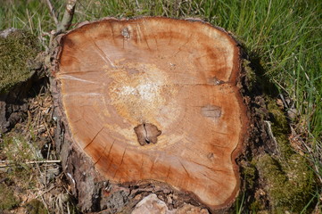 Baumstumpf