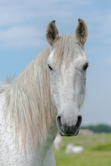 Obraz na płótnie Canvas Camargue horse, head, front