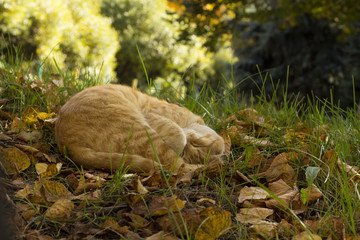  cat on the grass