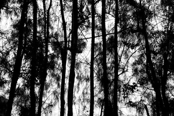 Silhouette tree nature background and texture.