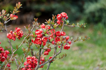 Beautiful flowering Japanese cherry Sakura. Background with flowers closeup on a spring day.