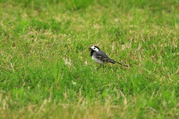 White wagtail