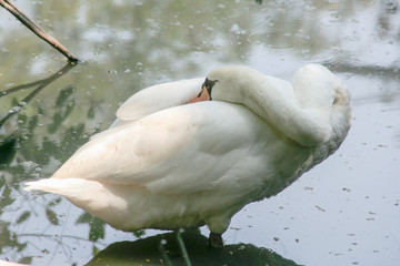 Sleeping Swan
