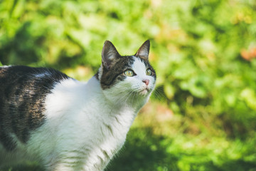 White and grey cat in garden, looking aside. Natural green leaves and grass background, selective focus