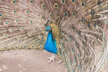 Naklejka premium peacock with a beautiful tail closeup