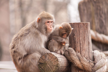 Naklejka premium Monkey child siting whith mother and eat