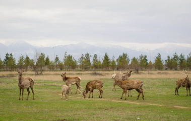 Naklejka na ściany i meble Deer in springtime. Herd of Sika Deer.