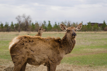 Deer in springtime. Herd of Sika Deer.