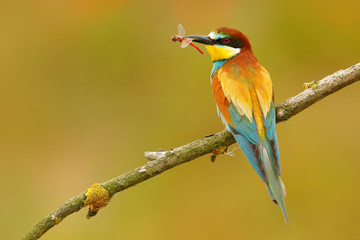 European Bee-eater, Merops apiaster, beautiful bird sitting on the branch with dragonfly in the bill. Action bird scene in the nature habitat, Hungary. Bird with catch dragonfly. Dragonfly in the bill