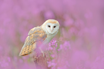 Wildlife spring art scene from nature with bird. Owl in meadow habitat. Beautiful nature scene with...