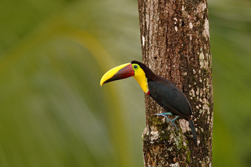 Toucan in the nature. Back sun light. Chesnut-mandibled Toucan sitting on the branch in tropical rain with green jungle background. Wildlife scene from nature, beautiful bird with big bill, Guatemala