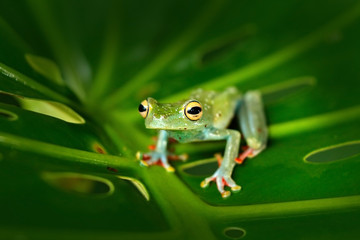 Tropic nature in forest. Olive Tree Frog, Scinax elaeochroa, sitting on big green leaf.  Frog with big eye. Night behaviour in Costa Rica.