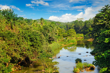 Fototapeta na wymiar Tropical forest on the banks of the river and the blue sky