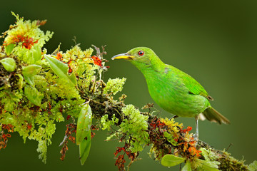 Female of Green Honeycreeper, Chlorophanes spiza, exotic tropic malachite green and blue bird form Costa Rica. Tanager from tropic forest. Close-up portrait of nice animal in habitat.