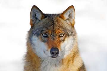 Face to face portrait of wolf. Winter scene with danger animal in the forest. Gray wolf, Canis lupus, portrait with stuck out tongue, at white snow. Wildlife scene from nature.