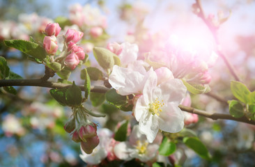 Flowers of an apple tree in the rays of a bright sun. Shallow depth of field. Focus on the front flowers.