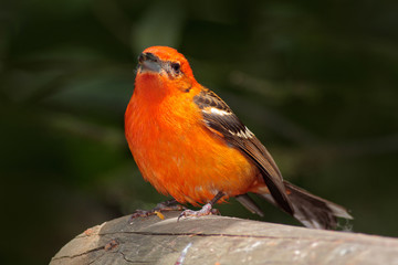 Tanager from Costa Rica. Orange bird Flame-colored Tanager, Piranga bidentata, Savegre, Costa Rica. Bird sitting in the dark forest. Birdwatching in South America.