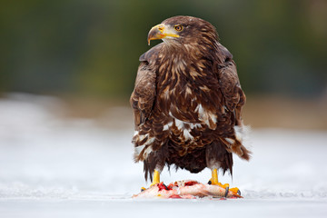 Wildlife scene from nature. Golden Eagle with catch fish in snowy winter, snow in the forest...