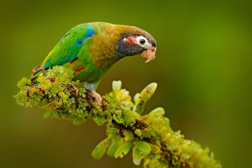 Brown-hooded Parrot, Pionopsitta haematotis, portrait light green parrot with brown head. Detail close-up portrait bird.  Bird from Central America. Wildlife scene, tropic nature. Bird from Costa Rica