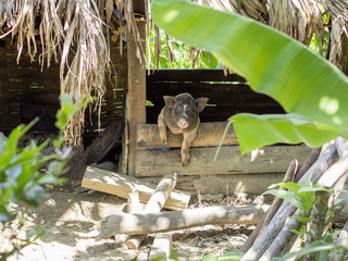 Vietnamese pig