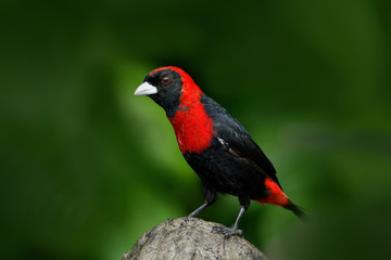 Crimson-collared Tanager, Ramphocelus sanguinolentus, exotic tropic red and black song bird form Costa Rica, in the green forest nature habitat. Beautiful tropic bird from South America.