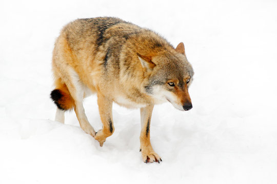Winter wildlife scene from nature. Snow winter with wolf. Gray wolf, Canis lupus,  portrait with stuck out tongue, at white snow. Animal with open muzzle.