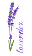 Fototapeta na wymiar Watercolor illustration of lavender