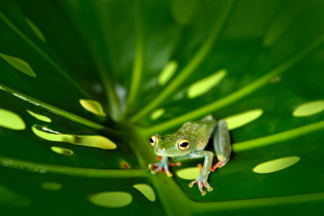 Frog sitting on the big green leave. Beautiful frog in the night. Olive Tree Frog, Scinax elaeochroa, from Costa Rica forest. Tropic jungle with animal. Frog sighting on the branch, with back light.