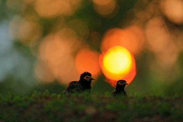 Obraz na płótnie Canvas Evening in the grass with bird. Sunrise in nature. Common Myna, Acridotheres tristis melanostermus, bird from Sri Lanka. Animal in the nature habitat, Asia.Wildlife scene from Sri Lanka.