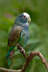 Green and grey parrot, White-crowned Pionus, White-capped Parrot, Pionus senilis, in Costa Rica. Lave on the tree. Parrots courtship in the nature. Pair of parrots in the tropic forest in America.