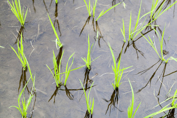 Rice Filds, Vietnam