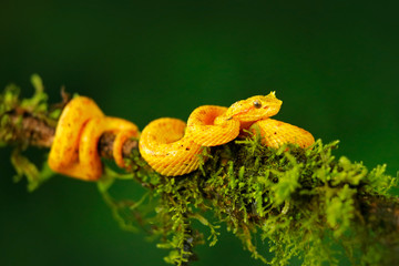 Yellow poison snake. Eyelash Palm Pitviper, Bothriechis schlegeli, on the green moss branch. Venomous snake in the nature habitat. Poisonous animal, South America. Dangerous yellow snake in habitat.