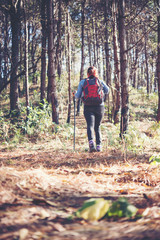 Women travel in pine forest.