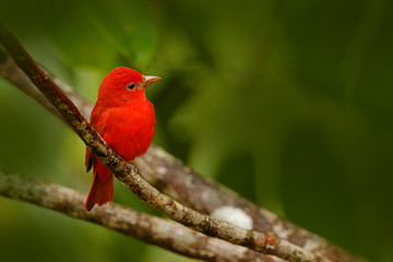 Summer Tanager, Piranga rubra, red bird in the nature habitat. Tanager sitting on the green palm tree. Birdwatching in Costa Rica. Wildlife scene from nature, Laguna de Lagarta Lodge, Costa Rica.