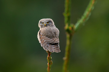 Small bird Eurasian Pygmy Owl, sitting on spruce tree trunk with clear dark green forest background, in the nature habitat, Czech. Owl in the forest. Small owl in nature habitat. Wildlife in Europe.